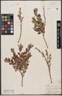 Foto von Salix aurita L. x Salix repens L.